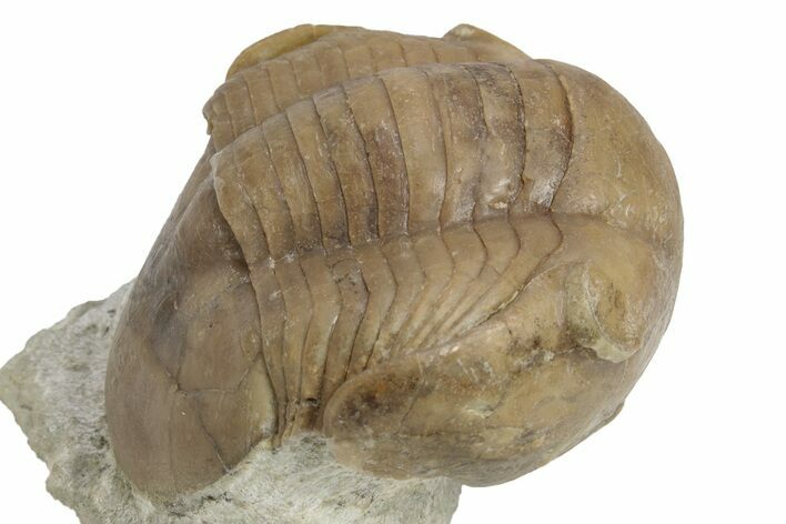 Illaenus Sinuatus Trilobite - Russia #237028